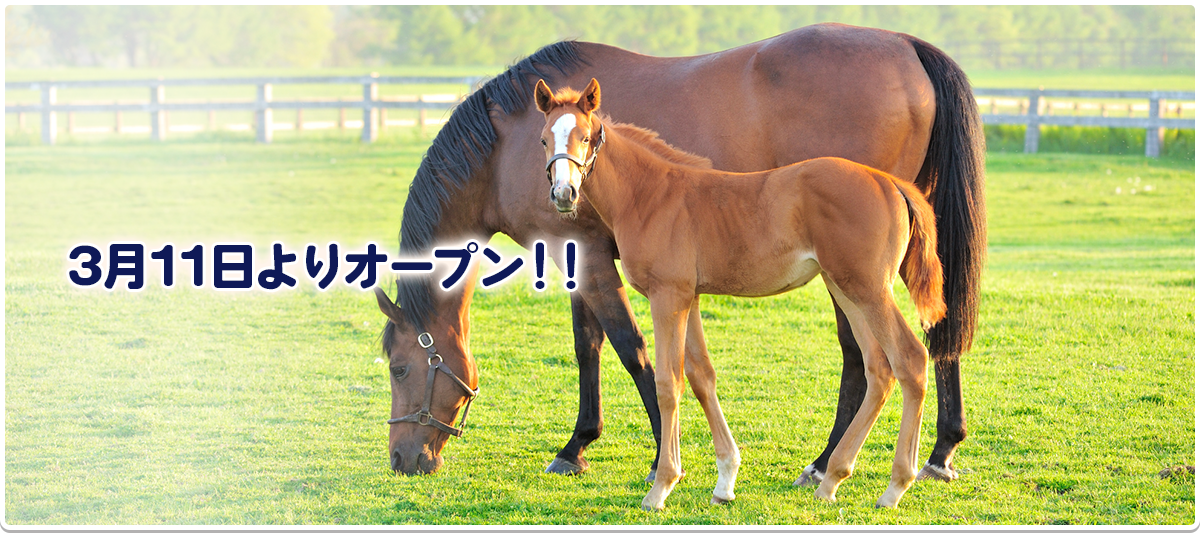 3月11日よりオープン！！